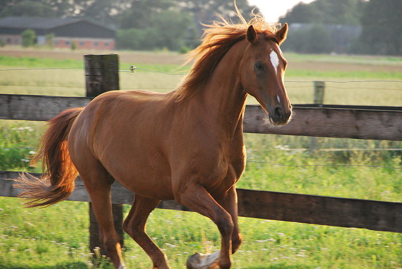 horse in paddock